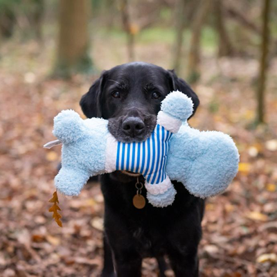 Dog holding a bone-shaped soft toy